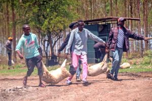 Individuals who invaded part of the Kenyatta family-owned Northlands City and stole livestock 